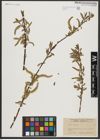 Foto von Salix alba L.